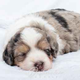 Aussiedoodles from Distinctive Doodle