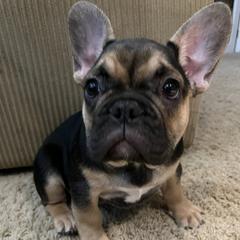 French Bulldogs from Fryar Frenchies