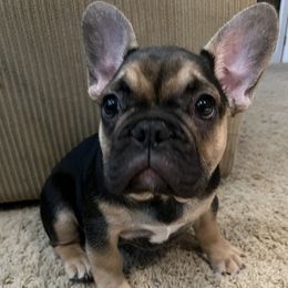 French Bulldogs from Fryar Frenchies