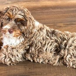 Goldendoodles and Golden Mountain Doodles from Howard Hills Doodles