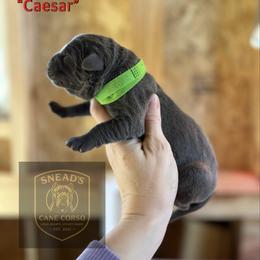 Caesar - Gray brindle male Cane Corso puppy in Altoona, Alabama from Snead’s Cane Corso Kennel