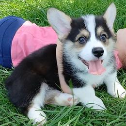 Rocky - Black and tan male Pembroke Welsh Corgi puppy in Redfield, Kansas from Owenby's Corgi's