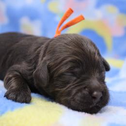 Orange collar Zulu - Caramel male Australian Labradoodle puppy in Provo, Utah from EllsWORTH Labradoodles LLC