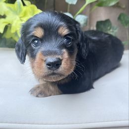 Sapphire - Black and tan female Dachshund puppy in California from Triple C Dachshund’s