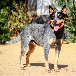 Sky - Australian Cattle Dog