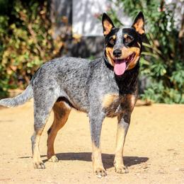 Sky - Australian Cattle Dog