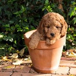 Goldendoodle, Labradoodle, and Bordoodle Puppies from Safari Doodles