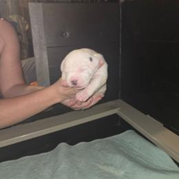 Frank - White and black male American Bulldog puppy in Abita Springs, Louisiana from Slumski's Bulldogs