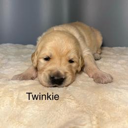 Twinkie - Golden male Golden Retriever puppy in New Ringgold, Pennsylvania from Hawk Mountain Doodles