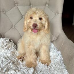 BONDI - male Australian Mountain Doodle puppy in Bristow, Oklahoma from 10-Acre Woods Cockapoos