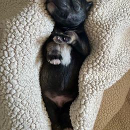 Charlie - Salt and pepper male Miniature Schnauzer puppy in Crestview, Florida from 850Schnauzers