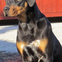 Catahoula Leopard Dogs from Goodson Catahoula’s