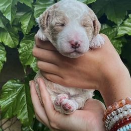 Sheepadoodle Puppies from Sheepy Doods
