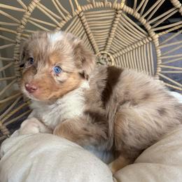 Bonnie - Red merle female Australian Shepherd puppy in Grants Pass, Oregon from Carmel Mountain Aussies