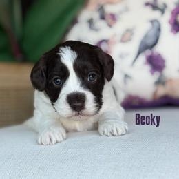 Becky - Chocolate female Australian Labradoodle puppy in Clarksville, Tennessee from Fairytale Lane Australian Labradoodles