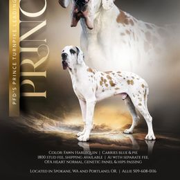 Prince - Great Dane