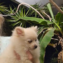 Susie - Cream female Pomeranian puppy in San Diego, California from Socalpoms