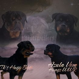 Rottweiler puppies from C & J Rottweilers