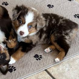 Sage - Red merle male Toy Australian Shepherd puppy in Albia, Iowa from J Bar M Toy and Mini Aussies