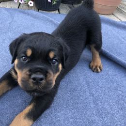Sprout - Black and mahogany male Rottweiler puppy in Crothersville, Indiana from The Solid Rock Kennel