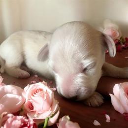 Moon Pie - Cream female Dachshund puppy in Trenton, Kentucky from Promise Land Puppies