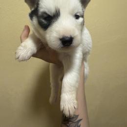 Juliet - Sable and white female Siberian Husky puppy in Winston, Oregon from Frozen Heart Huskies