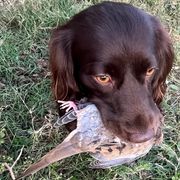 Basset Hounds, Boykin Spaniels, English Cocker Spaniels, and Labrador Retrievers from PARK’s Family Farm