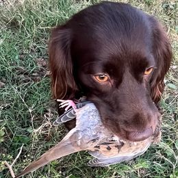 Basset Hounds, Boykin Spaniels, English Cocker Spaniels, and Labrador Retrievers from PARK’s Family Farm