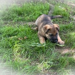 German Shepherd Puppies from Stonewick German Shepherds