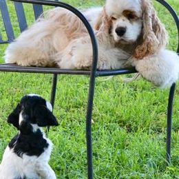 Cocker Spaniels from Willwyn Cockers