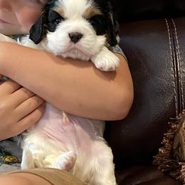 Cavalier King Charles Spaniel Puppies from Fairwyn Farm Cavalier King Charles Spaniels