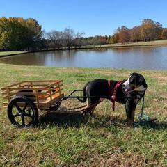 Rizzo - Greater Swiss Mountain Dog