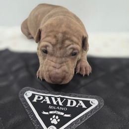 DODGER - Brindle male Vietnamese Phu Quoc Ridgeback puppy in Palmdale, California from Vietnamese Phu Quoc Ridgeback Dogs of Southern California