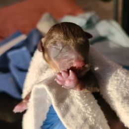 Boy 2 - Chocolate and white male Teddy Roosevelt Terrier puppy in Claremore, Oklahoma from Travelin' Man Terriers