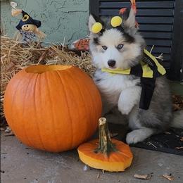 Pomsky and Siberian Husky Puppies from Whitmore Wolfpack LLC