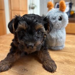 Tiny Tim - Black and tan male Yorkipoo puppy in Carlotta, California from Lost Coast Poodles and Doodles