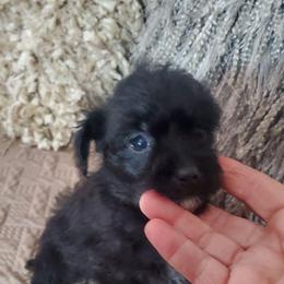 Snuggles - Black and white female Schnoodle puppy in Arkansas from Harper's Pups