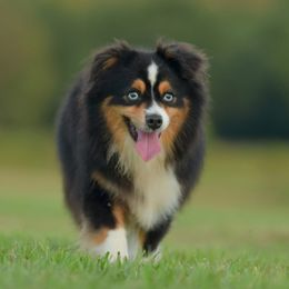 Zane - Toy Australian Shepherd