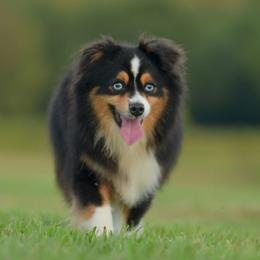 Zane - Toy Australian Shepherd