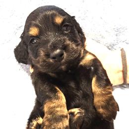 Boy 3 - Black and tan male Dachshund puppy in Austin, Texas from Glorious Minis