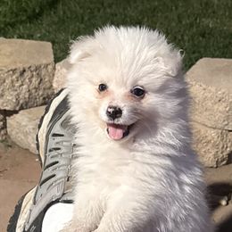 Boy 1 - White male American Eskimo Dog puppy in Redlands, California from Arctic Storm Kennels
