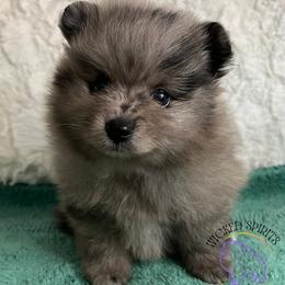 AKC Hustle - Blue merle male Pomeranian puppy in Watkins Glen, New York from Wicked Spirits Pomeranians