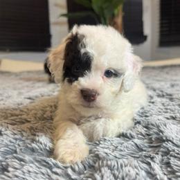 Moto - Brown and white male Cockapoo puppy in Queens, New York from The 2 Musketeers_Cockapoos