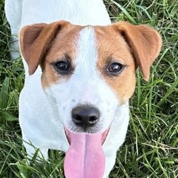 Russell Terrier All Grown Up from Geisler Russell Terriers & Miniature Dachshunds