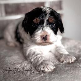 Eu te amo - Tri-color female Cavapoo puppy in Knoxville, Tennessee from Adventure Doodles Club