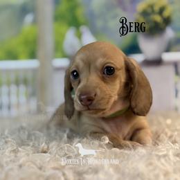 Bergamot - Cream male Dachshund puppy in Rainier, Oregon from Doxies in Wonderland