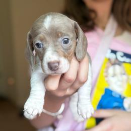 Twix - Piebald male Dachshund puppy in Corona, Ca Hemet, Ca Surpise, Arizona from Over The Moon Dachshunds
