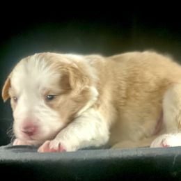 Gold Boy 2 - White and gold male Border Collie puppy in Powell Butte, Oregon from Cascades Border Collies