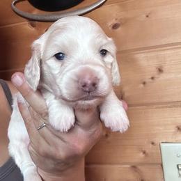 Boy 1 - Cream male Dachshund puppy in Cheyenne, Wyoming from Great Basin Hounds