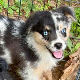 Rune - Blue merle male Miniature Australian Shepherd puppy in Patterson, North Carolina from DreamLine Aussies